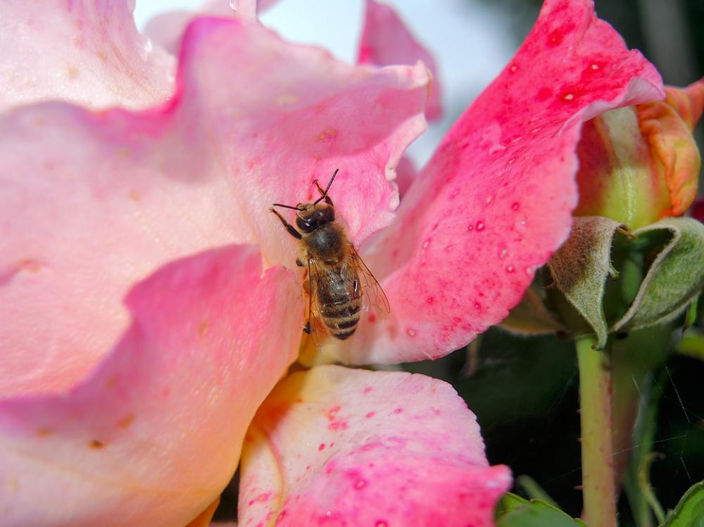 Bee Rose Nature Nectar Close Up Pink Bee Rose Nature Nectar Close Up Pink