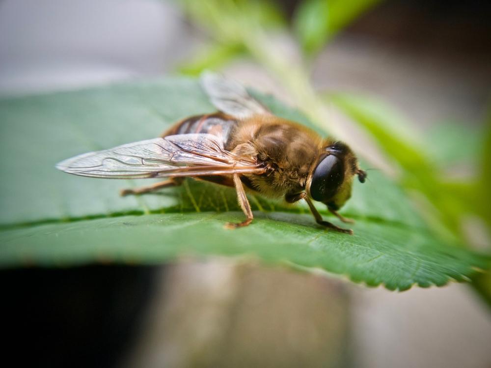 Bee Flying Insect Animals Wings Nature Macro Bee Flying Insect Animals Wings Nature Macro