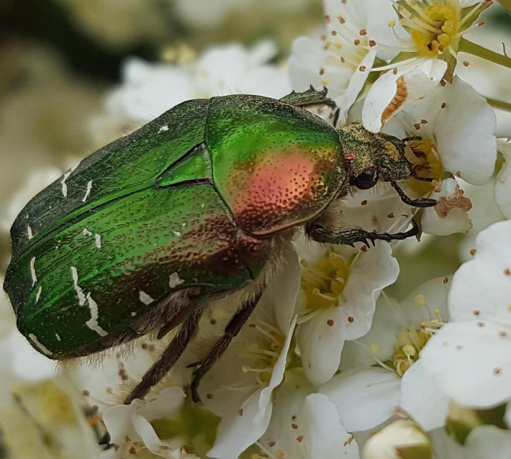 Beetle Blossom Bloom Nature Garden Krabbeltier Beetle Blossom Bloom Nature Garden Krabbeltier
