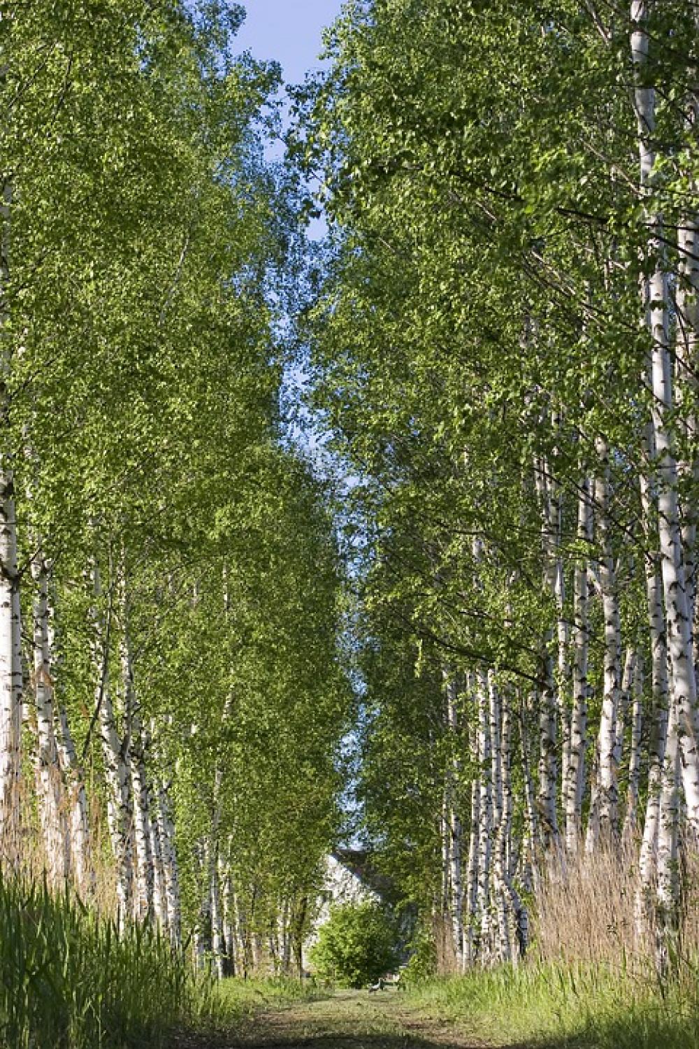 Birch Tree Landscape Forest Wood Nature Colors Birch Tree Landscape Forest Wood Nature Colors