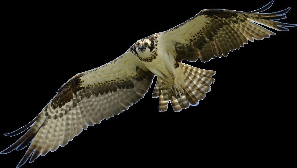 Bird Falcon Hawk Animal Sky Nature Falconry Bird Falcon Hawk Animal Sky Nature Falconry