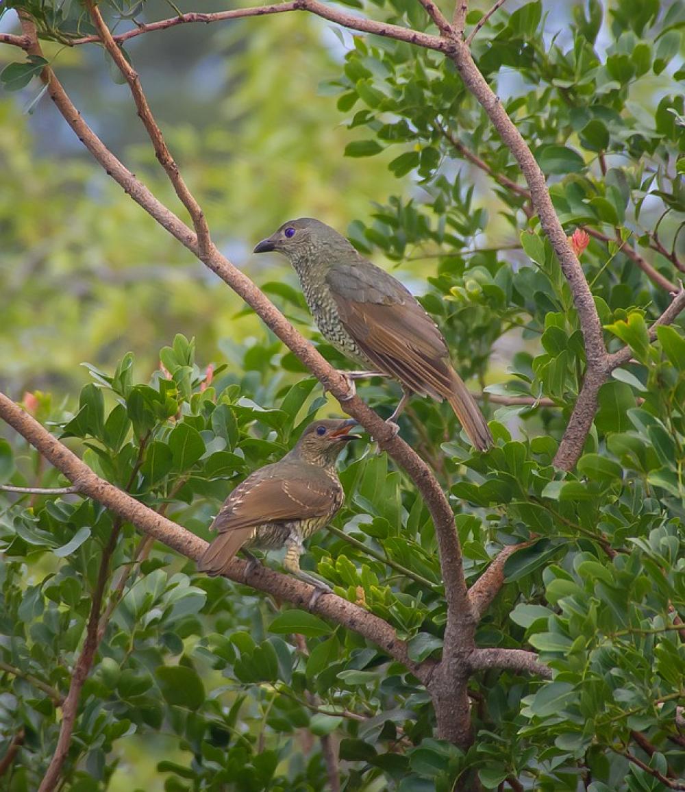 Birds Satin Bowerbirds Ptilonorhynchus Violaceus Birds Satin Bowerbirds Ptilonorhynchus Violaceus