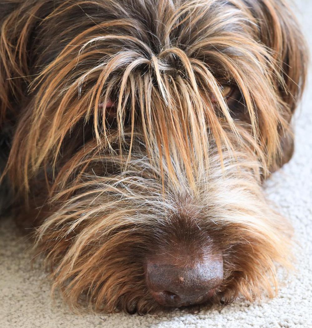 Bitch Wirehaired Tired Sleep Relaxation Cute Bitch Wirehaired Tired Sleep Relaxation Cute
