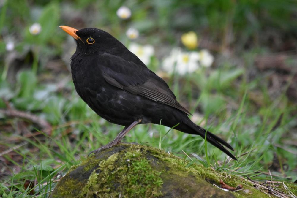 Blackbird Birds Black Spring Blackbird Birds Black Spring