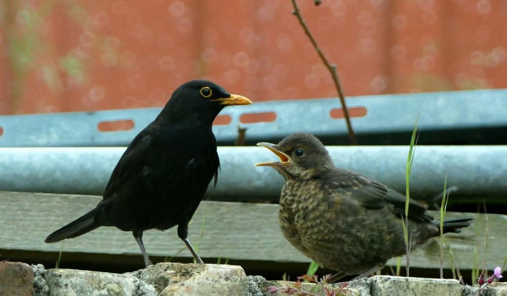 Blackbird Bird Nature Animal World Spring Blackbird Bird Nature Animal World Spring