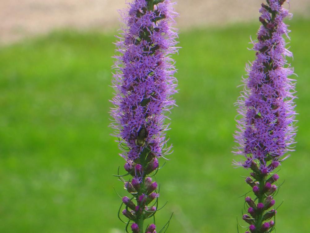 Blazing Star Purple Bloom Flower Nature Blossom Blazing Star Purple Bloom Flower Nature Blossom
