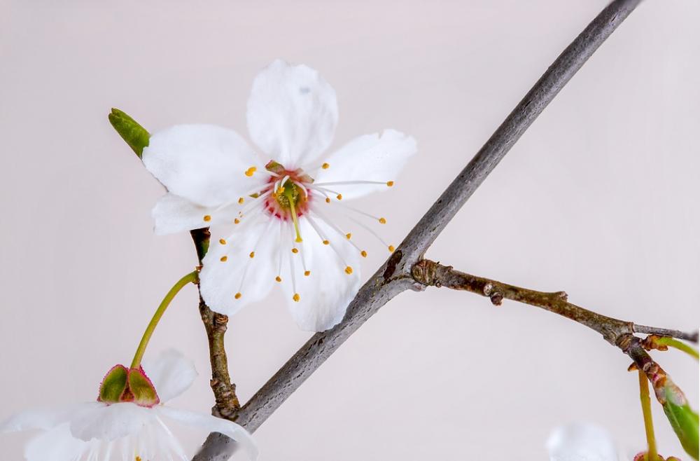 Bleed Bloom Flower Nature Summer Plant Beauty Bleed Bloom Flower Nature Summer Plant Beauty