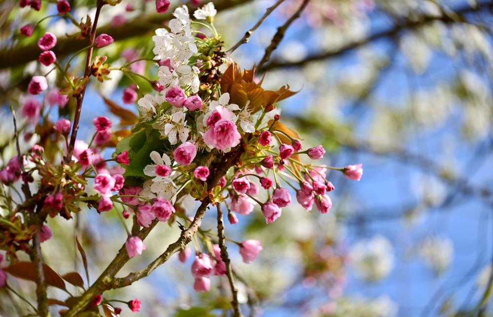 Blossom Spring Bloom Flowers Flora Pink White Blossom Spring Bloom Flowers Flora Pink White