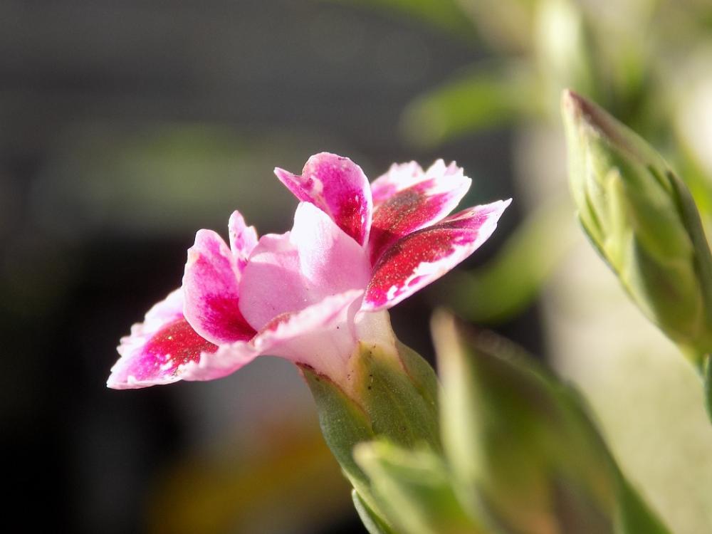 Blossom Bloom Summer Sun Carnation Petals Blossom Bloom Summer Sun Carnation Petals