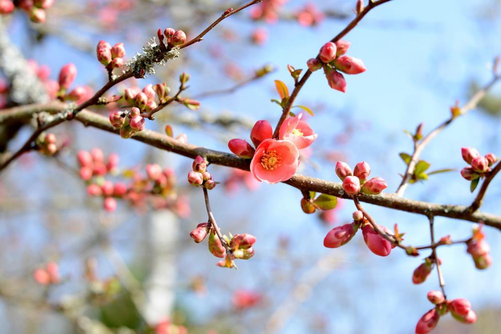 Blossom Nature Petals Pink Flowers Beauty Spring Blossom Nature Petals Pink Flowers Beauty Spring