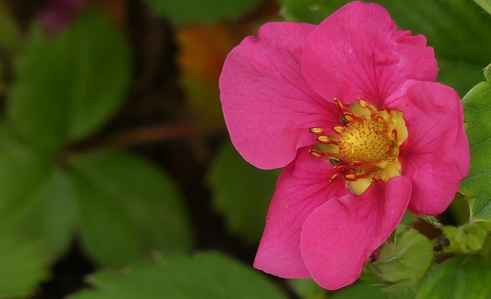Blossom Bloom Strawberry Plant Garden Spring Blossom Bloom Strawberry Plant Garden Spring
