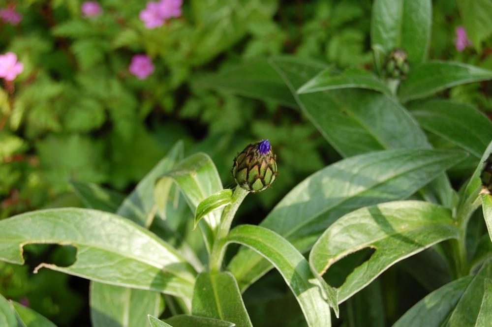 Blueberry Bud Flower Spring Summer Garden Blueberry Bud Flower Spring Summer Garden