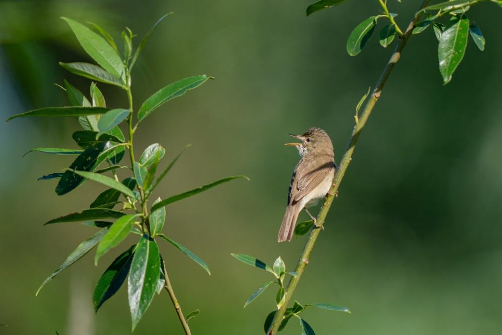 Blyth'S Reed Warbler Acrocephalus Dumetorum Bird Blyth'S Reed Warbler Acrocephalus Dumetorum Bird