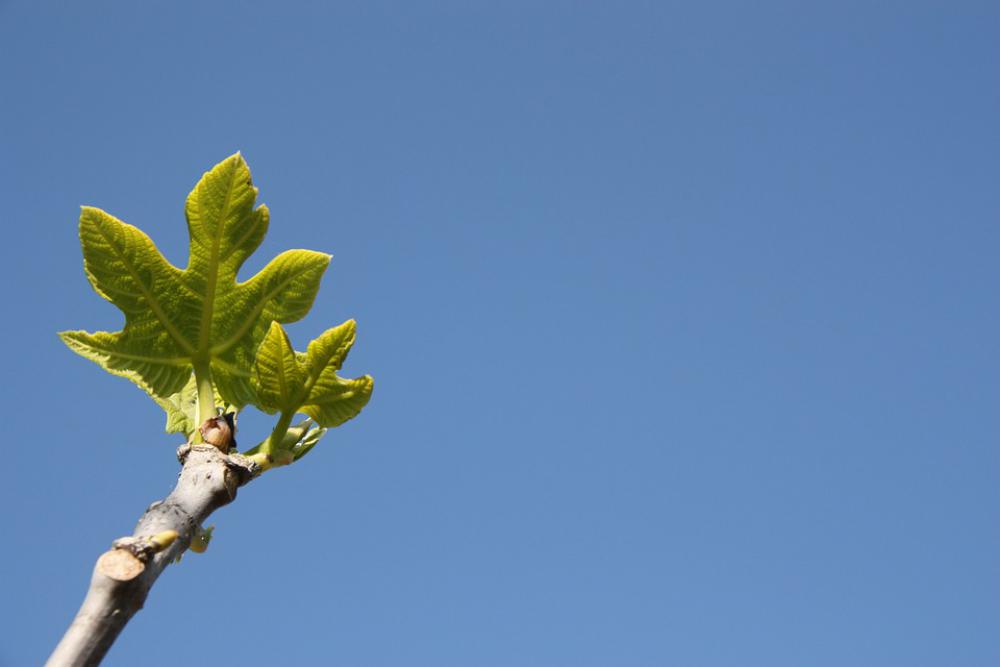 Botany Nature Fig Tree Trees Spring Botany Nature Fig Tree Trees Spring