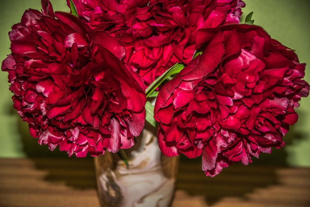 Bouquet Peonies Flower Flora Close Up Romantic Bouquet Peonies Flower Flora Close Up Romantic