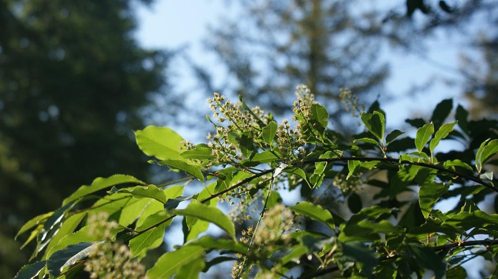 Branch Flowers White Forest Bloom Blossoms Petals Branch Flowers White Forest Bloom Blossoms Petals