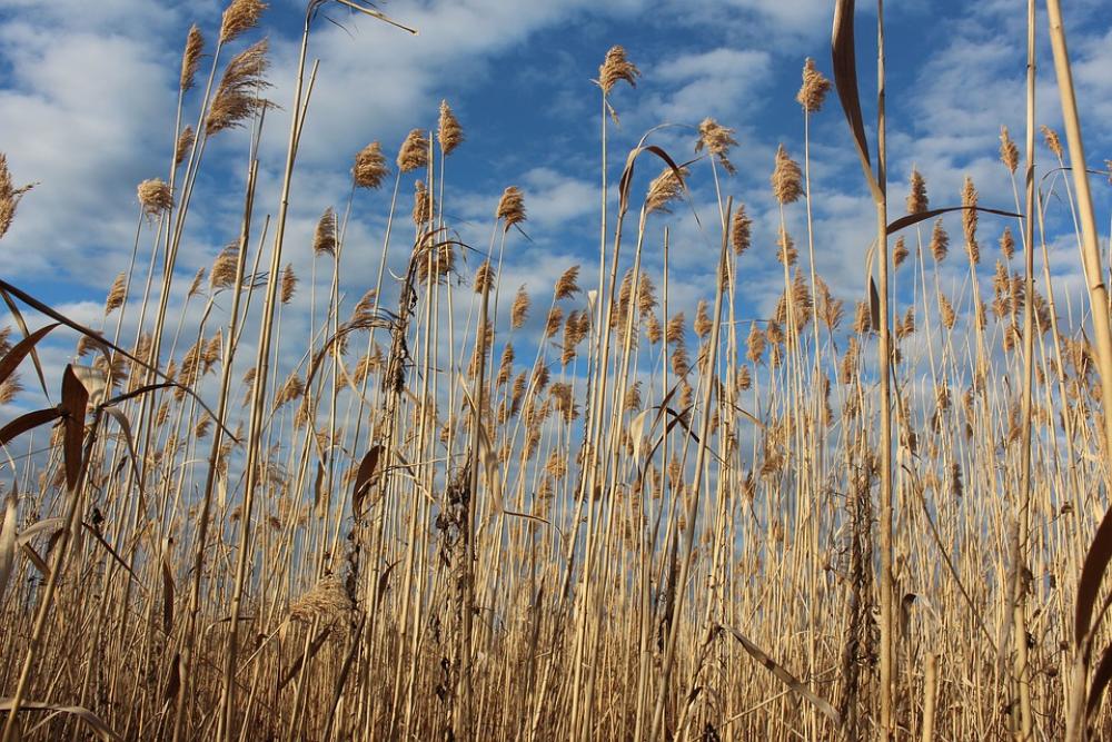 Bulrush Sky Peaceful Clouds Bulrush Sky Peaceful Clouds