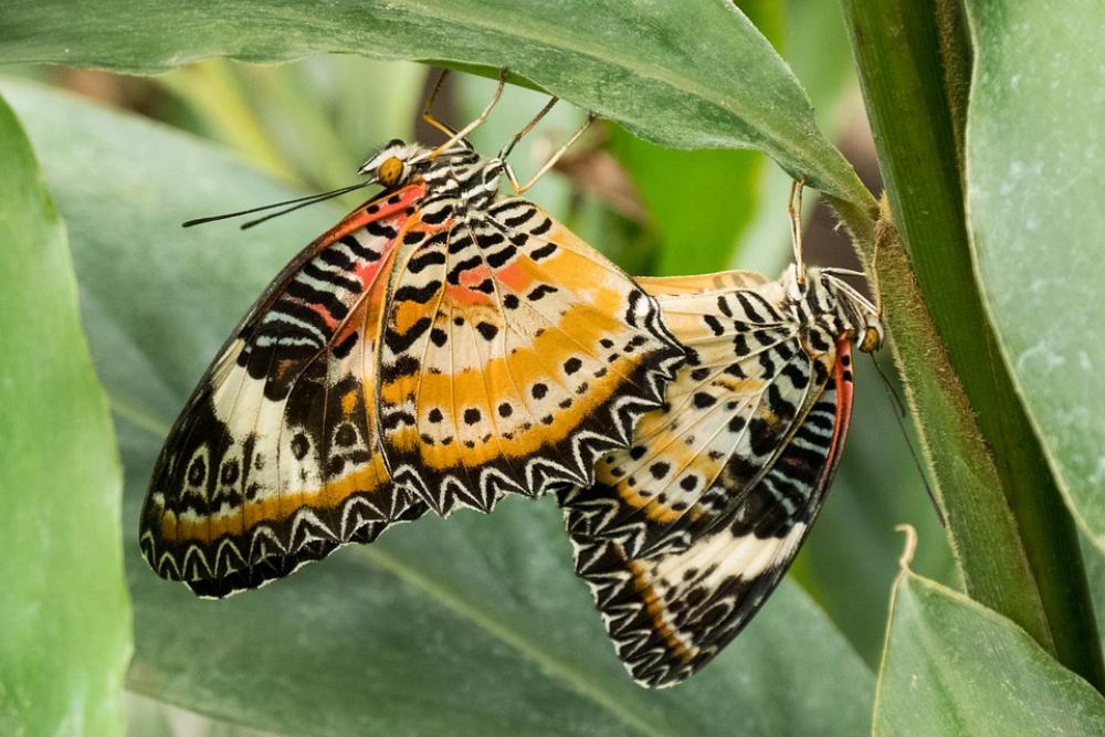 Butterflies Orange Black Insect Nature Colorful Butterflies Orange Black Insect Nature Colorful