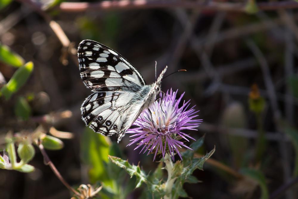 Butterfly Chessboard White Black Thistle Red Butterfly Chessboard White Black Thistle Red