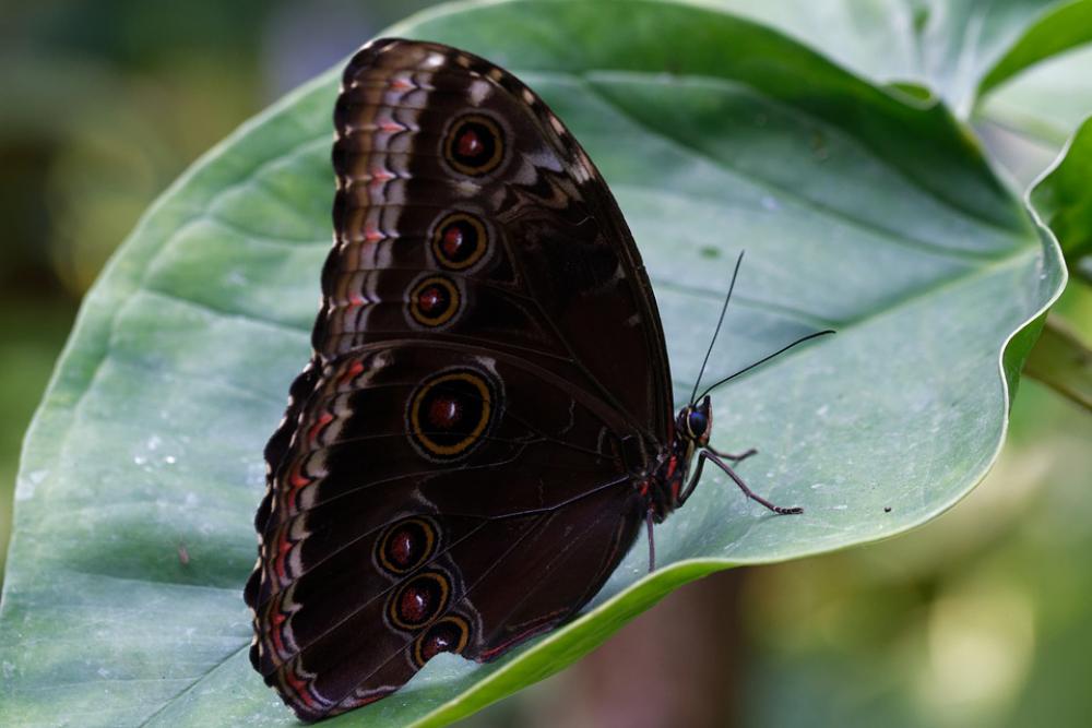 Butterfly Nature Insect Macro Wing Animal World Butterfly Nature Insect Macro Wing Animal World