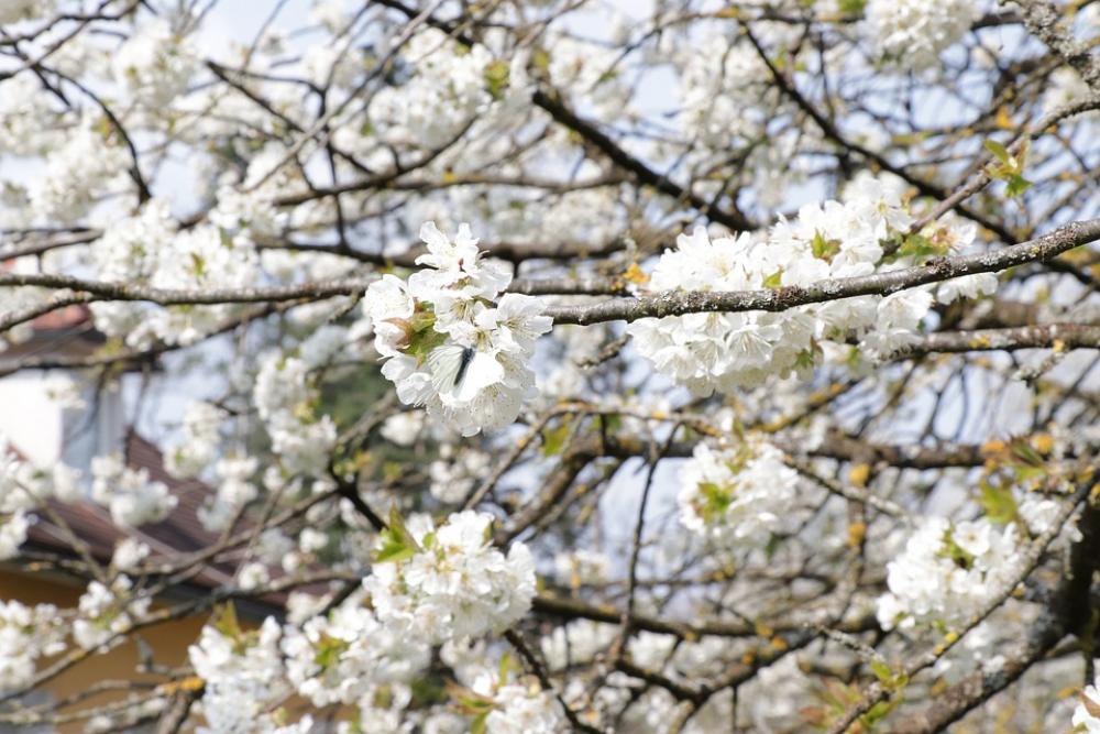 Butterfly Cherry Tree Cherry Blossoms Spring Tree Butterfly Cherry Tree Cherry Blossoms Spring Tree