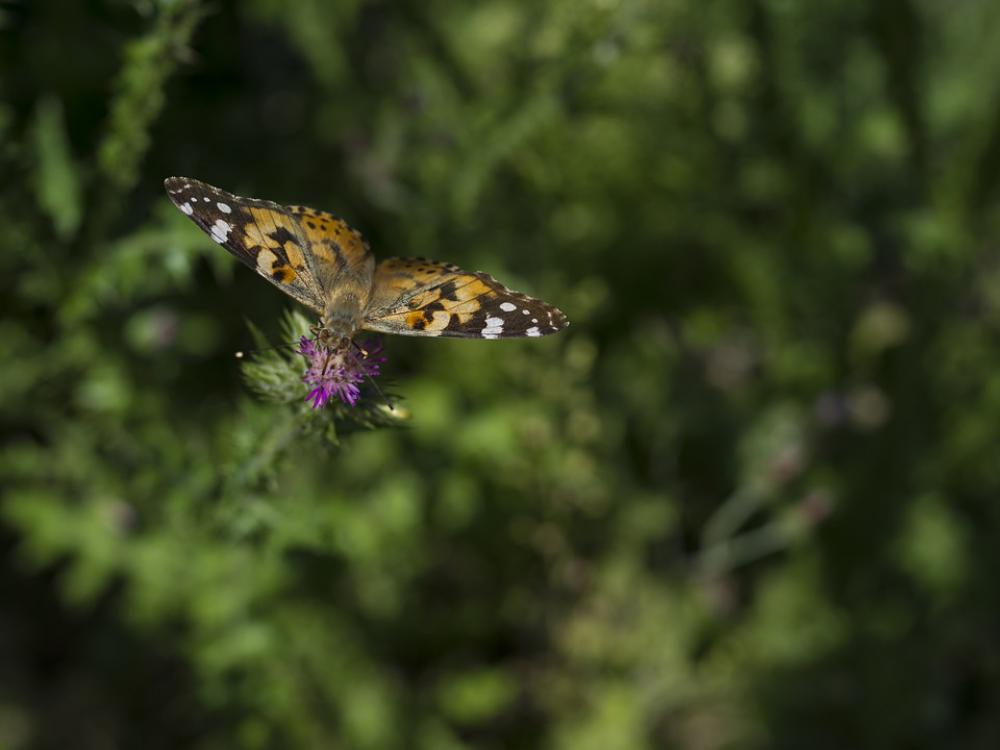 Butterfly Flower Insect Wing Butterfly Flower Insect Wing