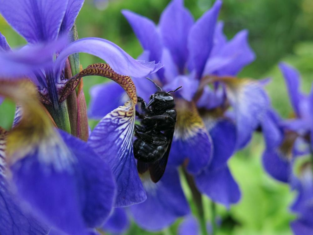 Carpenter Bee Food Swamp Lily Blue Blossom Bloom Carpenter Bee Food Swamp Lily Blue Blossom Bloom