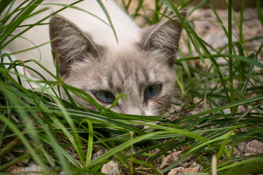 Cat Blue Eyes Pet Feline Animal Cute Fur Eyes Cat Blue Eyes Pet Feline Animal Cute Fur Eyes
