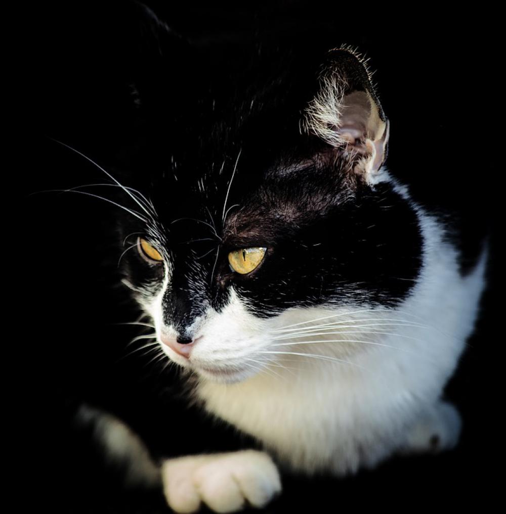 Cat Mammal Animal Animal World Mieze Black White Cat Mammal Animal Animal World Mieze Black White