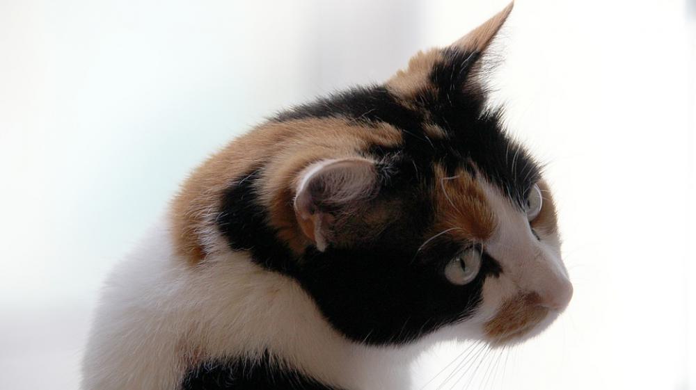 Cat Kitten Domestic Cat Cat'S Eyes Mieze Playful Cat Kitten Domestic Cat Cat'S Eyes Mieze Playful