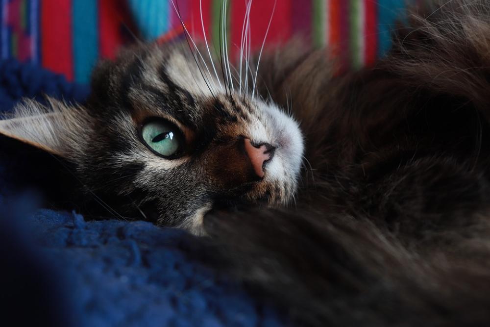 Cat Green Eyes Whiskers Pet Cat'S Eyes Cat Green Eyes Whiskers Pet Cat'S Eyes