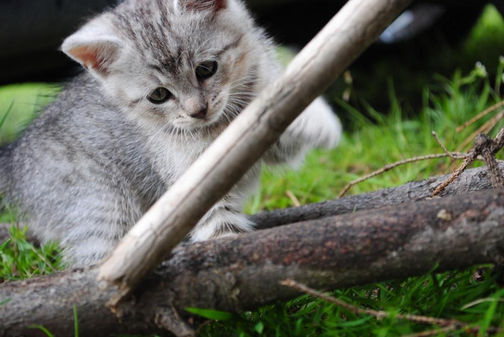 Cat Kitten Pet Animal Domestic Natural Cute Cat Kitten Pet Animal Domestic Natural Cute