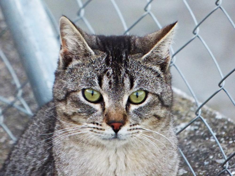 Cat Look Eyes Animals Feline Pet Kitten Whiskers Cat Look Eyes Animals Feline Pet Kitten Whiskers