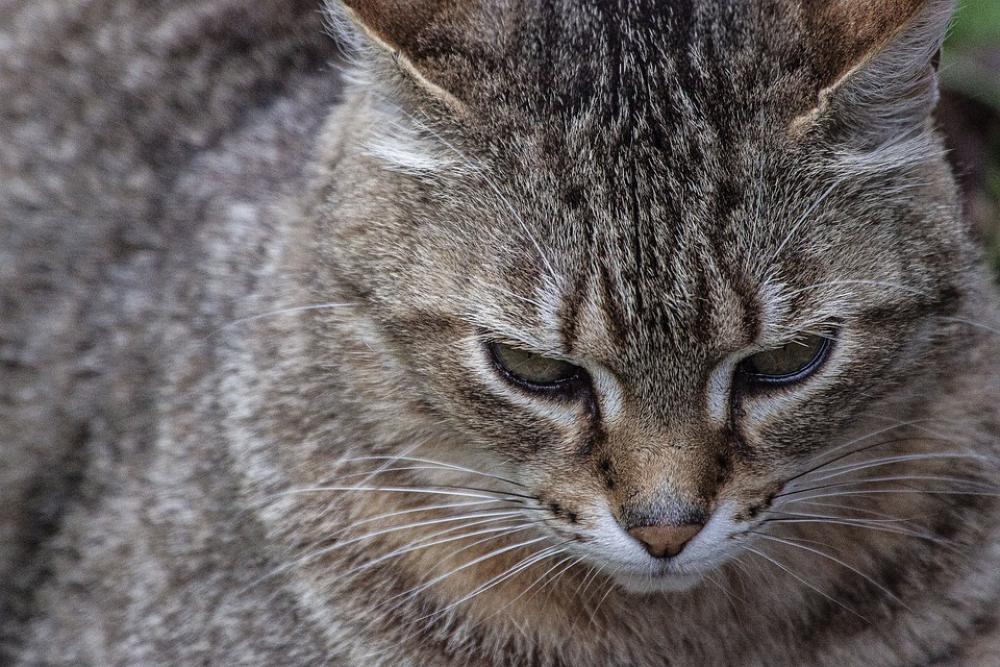 Cat Animal Cats Fur Tiger Dangerous Animals Cute Cat Animal Cats Fur Tiger Dangerous Animals Cute
