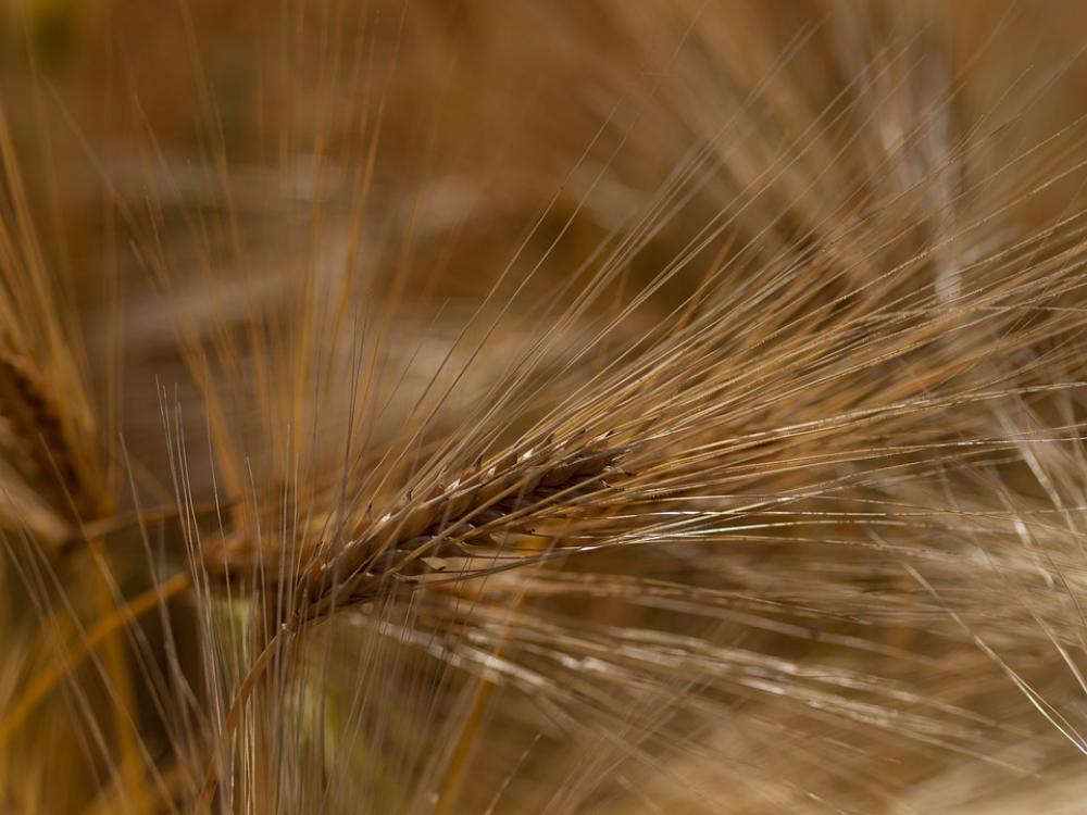 Cereals Field Nature Agriculture Wheat Cornfield Cereals Field Nature Agriculture Wheat Cornfield