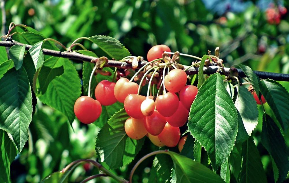 Cherries Fruit Sprig Vitamins Garden Spring Cherries Fruit Sprig Vitamins Garden Spring