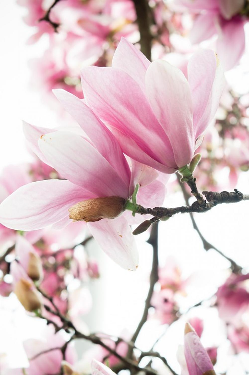 Cherry Blossom Pink And White Blossom Spring Bloom Cherry Blossom Pink And White Blossom Spring Bloom