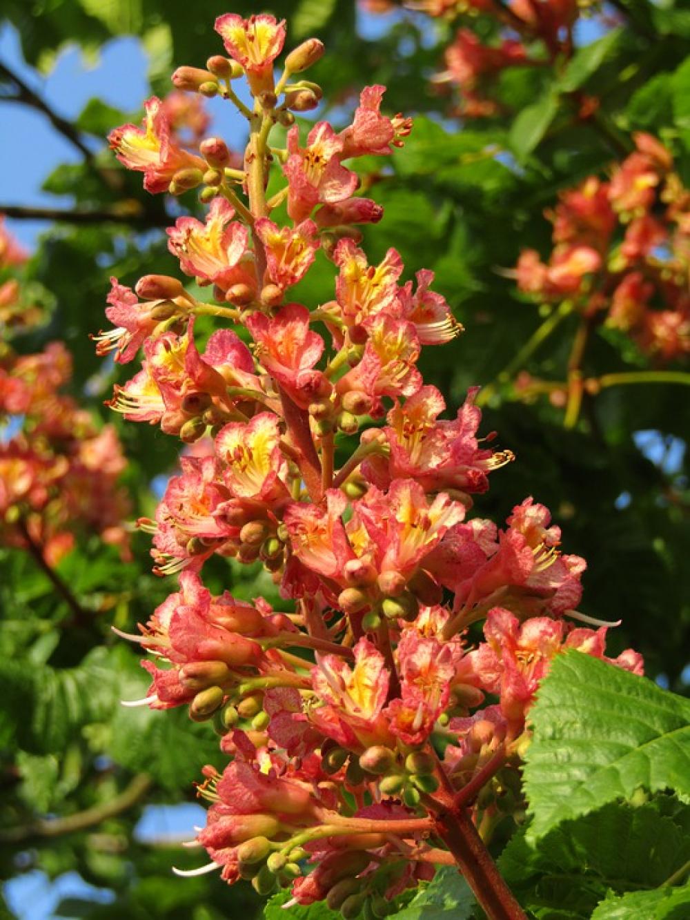 Chestnut Chestnut Blossom Flowers Candle Chestnut Chestnut Blossom Flowers Candle