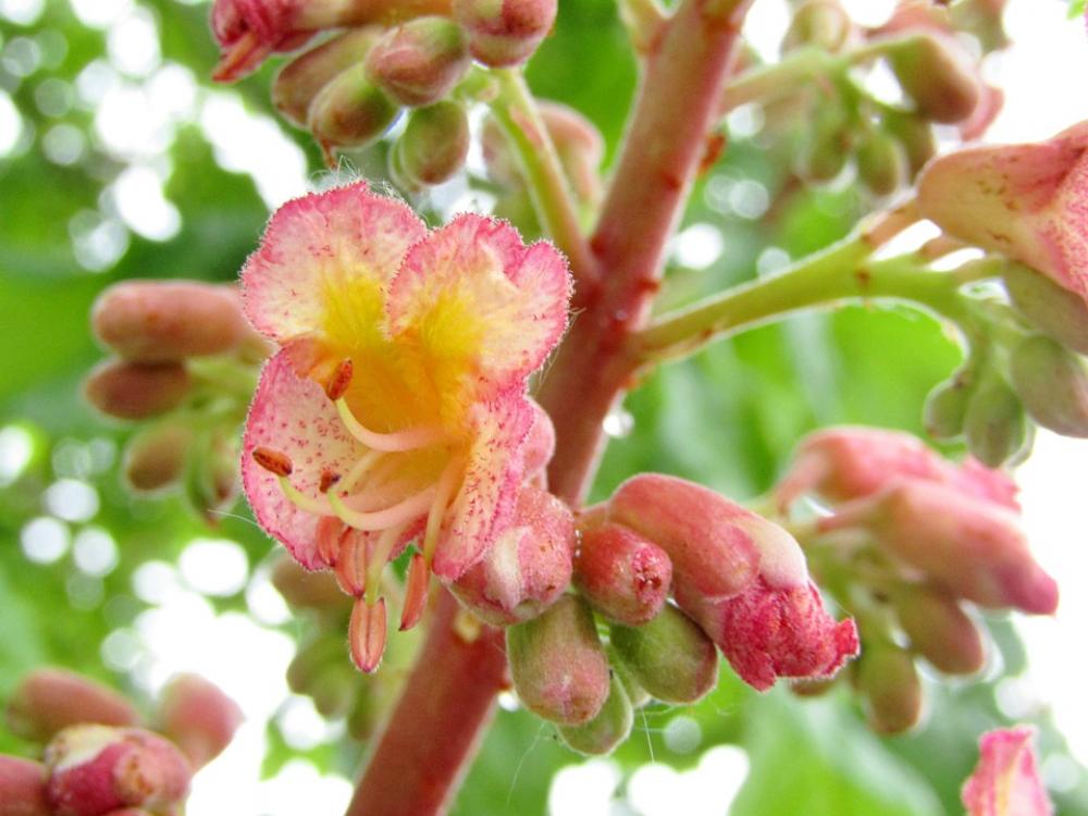 Chestnut Chestnut Blossom Single Flowers Close Up Chestnut Chestnut Blossom Single Flowers Close Up