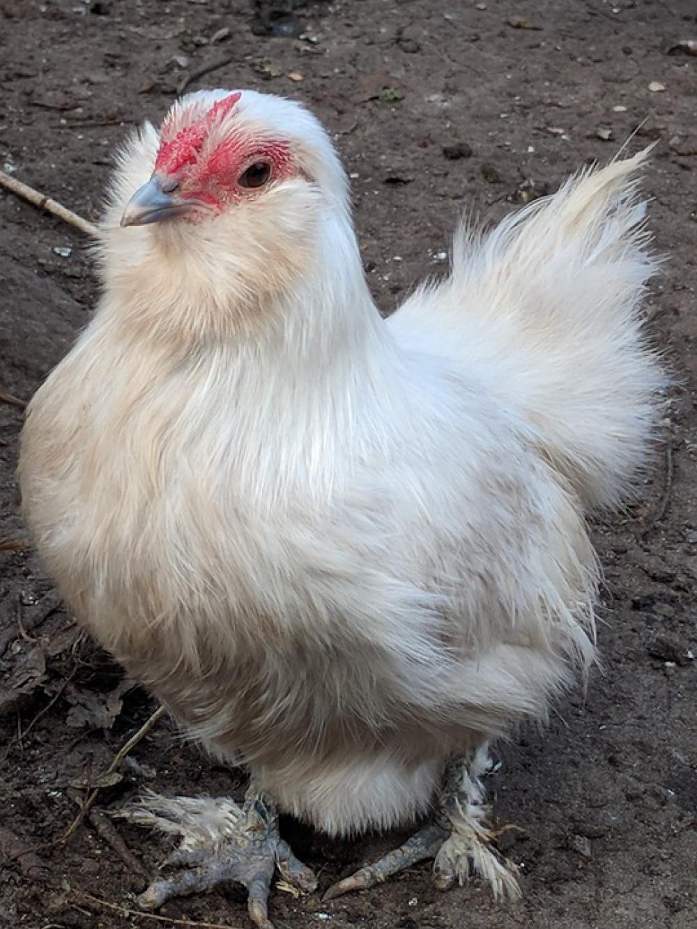Chicken Chickens Poultry Bird Feather Animal World Chicken Chickens Poultry Bird Feather Animal World
