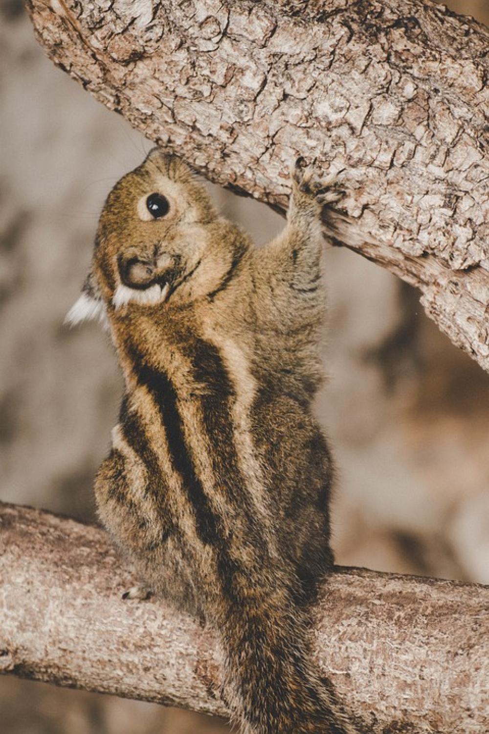 Chipmunk Zoo Creature Cute North America Nager Chipmunk Zoo Creature Cute North America Nager