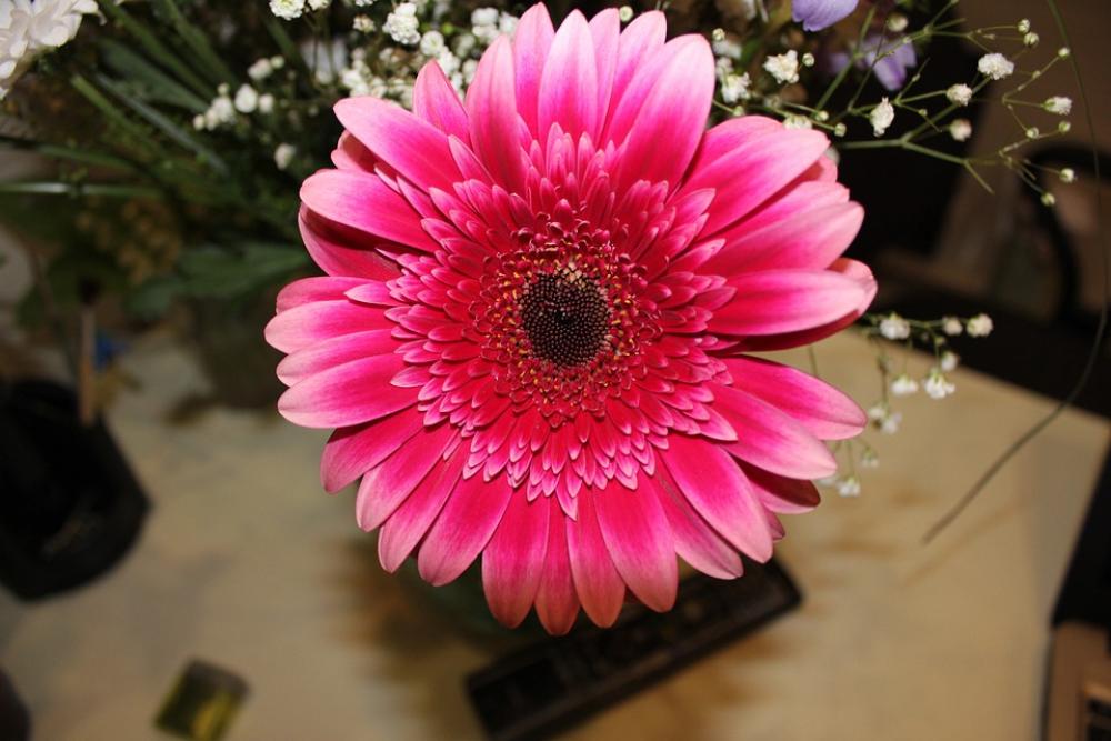 Chrysanthemum Pink Flower Chrysanthemum Pink Flower