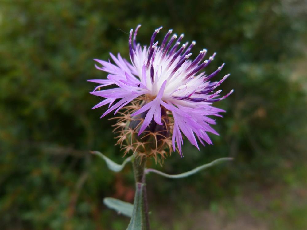 Cirsium Arvense Thistle Canada Thistle Flower Cirsium Arvense Thistle Canada Thistle Flower
