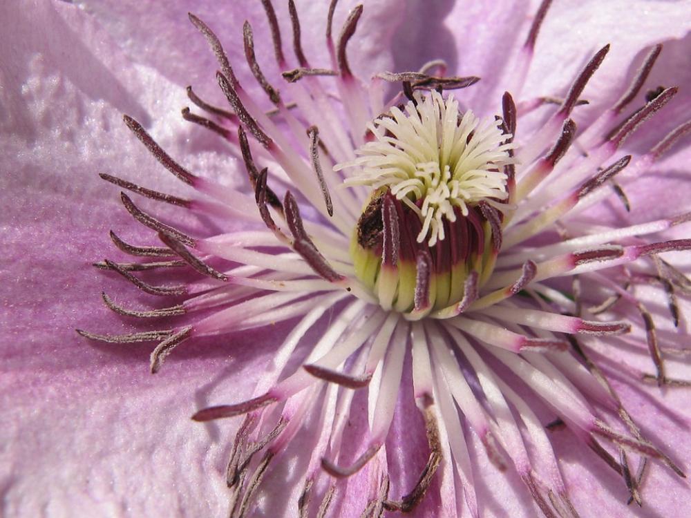 Clematis Purple Nature Clematis Purple Nature