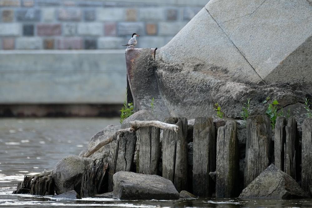 Common Tern River City Bridge Bird Avian Common Tern River City Bridge Bird Avian