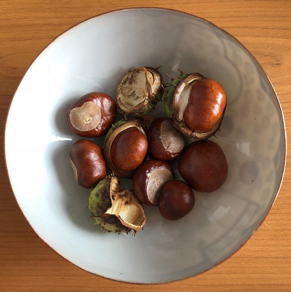 Conkers Horse Chestnuts Autumn Nature Fall Conkers Horse Chestnuts Autumn Nature Fall