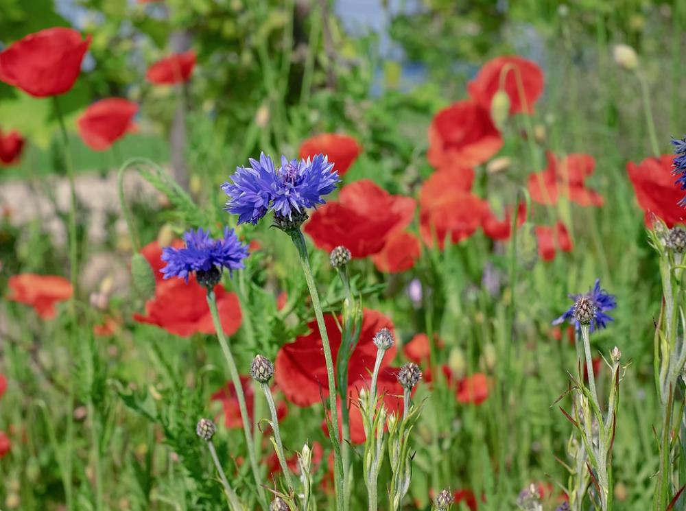 Cornflower Blossom Bloom Blue Poppy Composites Cornflower Blossom Bloom Blue Poppy Composites