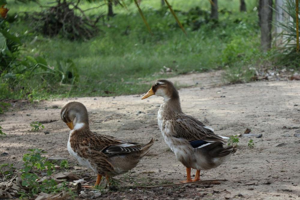 Couple Of Ducks Green Grass Meadow Field Couple Of Ducks Green Grass Meadow Field