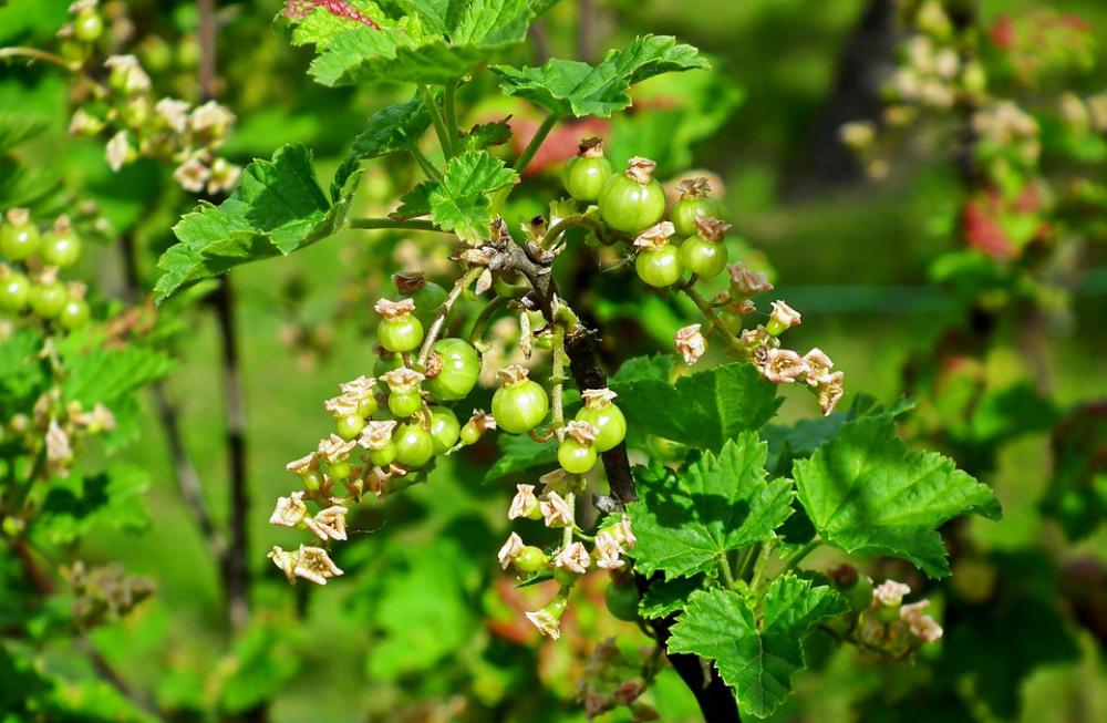 Currant Blossoming Garden Spring Nature Closeup Currant Blossoming Garden Spring Nature Closeup