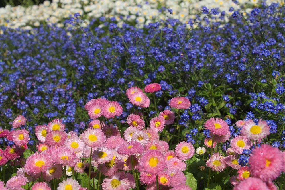 Daisies Flowers Bloom Pink Marguerite Garden Daisies Flowers Bloom Pink Marguerite Garden